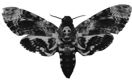 Death Head Hawk Moth